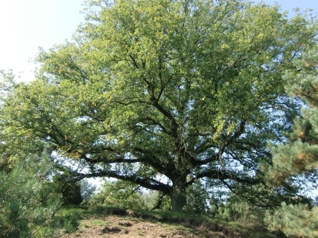 Schermbeck : Impressionen aus dem Naturschutzgebiet Loosenberge